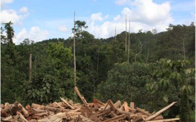 Los bosques que se recuperan de la tala actúan como fuente de carbono